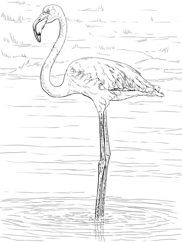 Greater Flamingo Coloring Page